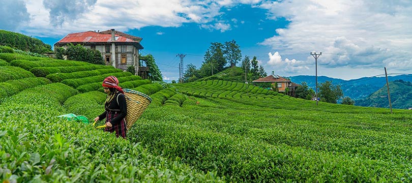 Tea garden in Rize
